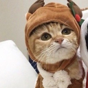 avatar mekowlow ✨`