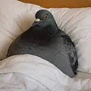 danchyhere