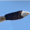 tolgahantuzel#6906's avatar