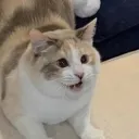 catfesh