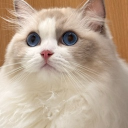 avatar 연이