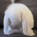 bunncys