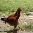 masterianmiao