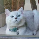 mrnorristhecat