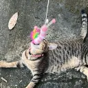 bibiebibie.