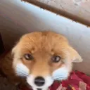 fox0r