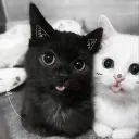 xdy_nyx
