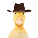 foquinhor