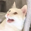icylettuce
