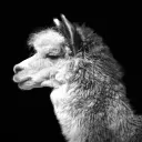 lamathegeek