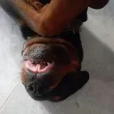 zriklse