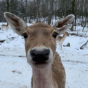 avatar 🍂 noor 🦌