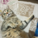 avatar cat pps are not cringe