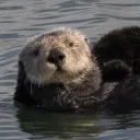 otter9062