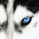 guarddog3715
