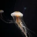 xnebula