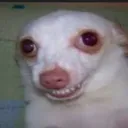 cachorrocarro