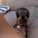 cachorrocarro