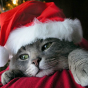 avatar No thigh No LIFE