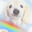 highp1xie