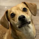 dogpatchgames