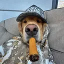 spluvvaxd