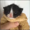 astrokittygaming