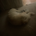 avatar Floofles