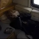 Аватар mazohistka