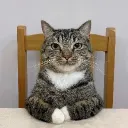 laptopcat
