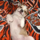 beanz3252