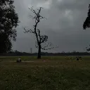 goonymanush