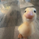 avatar Matcha 🍵(kay)