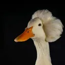 hokumdar