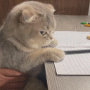 avatar Chanh không chua