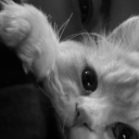 avatar ℒ𝓊𝓃𝒶