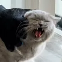 .hhtl