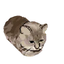 thecatwhoasked