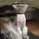 gumbuya