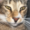 catonut.#8665's avatar