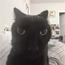 gatopretu777