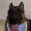 avatar Чизбургер