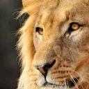 kingdavid5623
