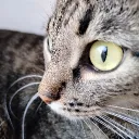 emilahmaboy