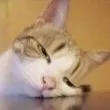 luoyewang