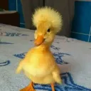 locoduck