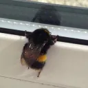 bee.lib5488