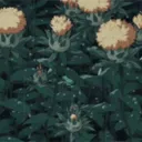 nottheseasonautumn