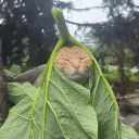 lajtek1