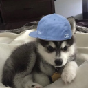 avatar Tay
